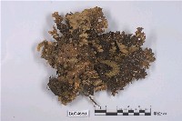 藏品(牛皮葉屬)的圖片